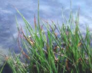 waterside-grass.png